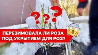 Укрытия для роз зимний домик. Как перезимовали розы?