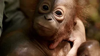 An Infant Orangutan Learns to Drink from an Unlikely Source