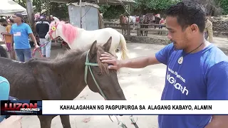 Kahalagahan ng pagpupurga sa alagang kabayo, alamin