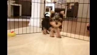 MALE TEACUP YORKIE 3.5 MONTHS OLD