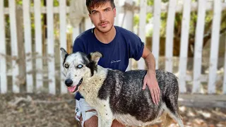 I Rescued an Abandoned Pregnant Husky That Was Found in Horrible Condition