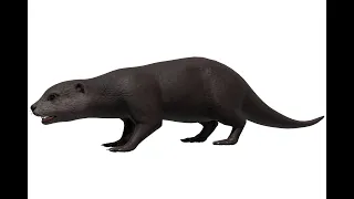 Otter animation demo