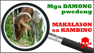 Mga Damong pwedeng MAKALASON ng kambing mo