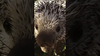 Don’t touch a porcupine 🤯💀#porcupine #animals #facts