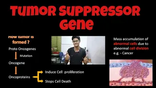 Tumor Suppressor Gene | Two Hits Hypothesis | p53 | Cancer | Tamil | Biology | ThiNK VISION |tnkumar