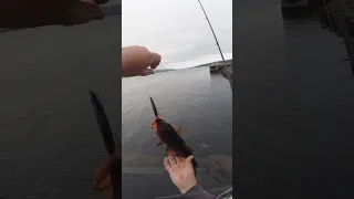 cod fishing scotland