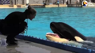 Kasatka the Orca Dies At SeaWorld | The Dodo