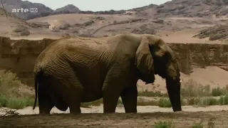 Das Geheimnis der Wüsten Elefanten [Doku]