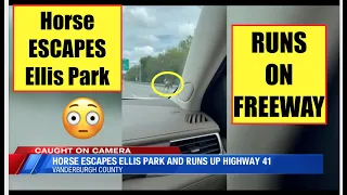 RACEHORSE ESCAPES ONTO FREEWAY. Ellis Park, KY 8.21.21