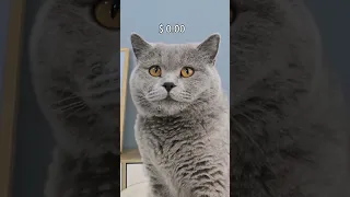 What an Unexpected Flying Attempt! 🐱‍🚀 #funnycat #funnyeffects