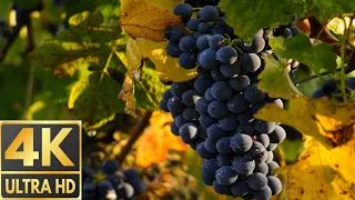 4K Colorful Grapes  - Famous and Expensive Grapes Harvest - Nature relaxing and enjoy the video.🤗