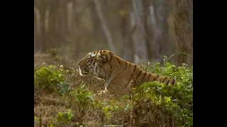 Bandipur Tiger safari | Tiger Hunting Skills | Documentary