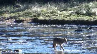 Wolf Catches Salmon