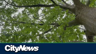 Oak wilt found in Niagara Falls, first time it's been seen in Canada