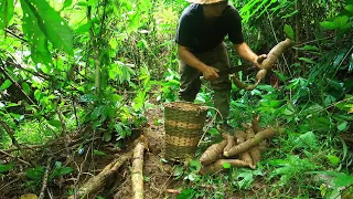 Renovate The Kitchen & The Giant, Unique Cassava Plant: Survival Alone In The Rainforest| EP.74