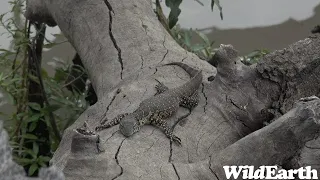 WildEarth - Sunset Safari - 28 August 2023