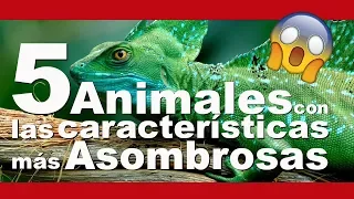 😯5 Animales con habilidades sorprendentes😦