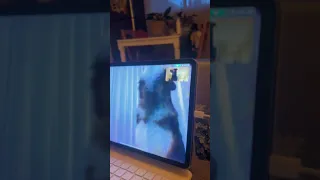 Two dog best friends reconnect over FaceTime