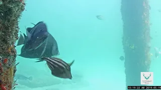 Barracuda Hit
