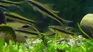 Siamese Algae Eaters + False Siamensis HD Video