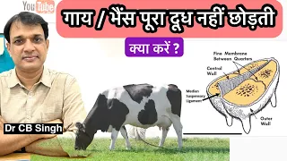 गाय भैंस पूरा दूध नहीं छोड़ती क्या करें ? | Cow Milk letdown Problem | Dairy farm | Dairy Ustaad