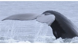 Monterey Bay Whale Watching