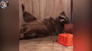 Lazy raccoon can't be bothered to get up while he has a snack | CCTV NEWS!