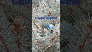 Скоро Новый год,а снега нет❄️❄️❄️