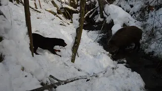 Slovenský kopov - Bona spod Vaškovho vrchu