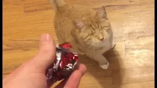 Playing Fetch With A Blind Cat