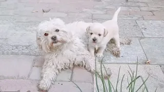 Tired and exhausted, she tried to carry her baby everywhere in search of food and shelter