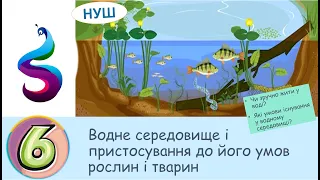 ВОДНЕ СЕРЕДОВИЩЕ.Чи зручно жити у воді?