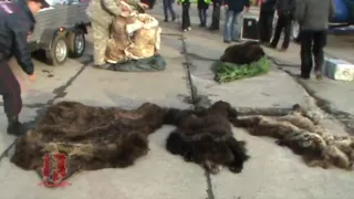 У туристов, прибывших с плато Путорана,  изъяли шкуры медведей