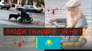 Казахский Хатико!!! Полная история!! Собака носит трусы деду инвалиду и Возит до магазина! Казахстан