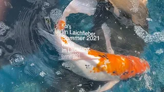 KOI im Laichfieber 2021 - Lilo Siegel