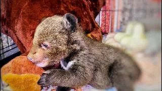 Малышу - медвежонку ПОДАРИЛИ МЕДВЕДЯ!)) он подумал, что это НАСТОЯЩИЙ! Скучает по маме(((