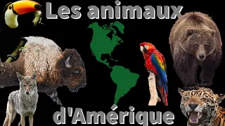 Les animaux d'Amérique  #animaux