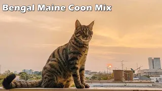 Bengal Maine Coon Mix Cat breed Temperament & Traits