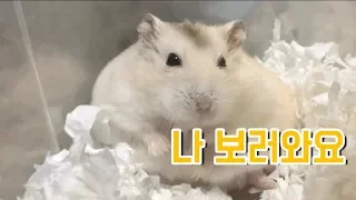 나 2살 노랭이다