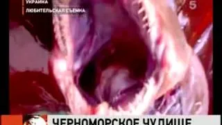 Черноморское чудовище  Поймали акулу гоблин