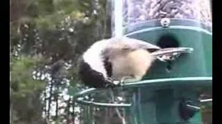 Squirrel Spins Off of Bird Feeder