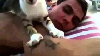 Funny cat massage 2014