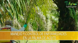 Manejo y Control de Enfermedades en la Palma de Aceite- TvAgro por Juan Gonzalo Angel Restrepo