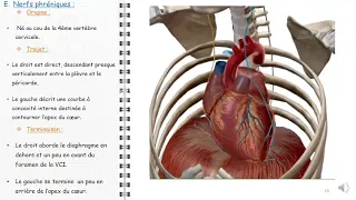 ANATOMIE FMPM MEDIASTIN