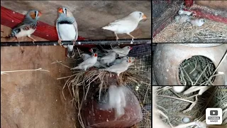 finches colony mashallah se behtren breeding process
