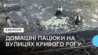 Близько сотні пацюків оселилися біля житлового мікрорайону в Кривому Розі