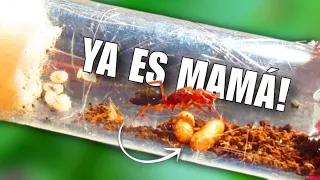 LA HORMIGA RARA VA A SER MAMÁ