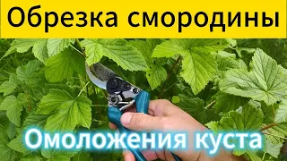 Обрезка смородины после сбора урожая. Омоложения куста на урожай. Как обрезать куст смородины.