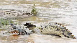 Crocodiles Fight For Their Life