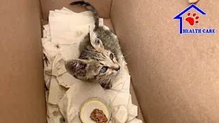 Rescue a poor baby kitten very sick from a Parking of Hospital